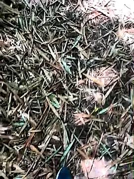 Blanco2023 from StripChat